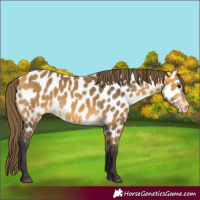 Horse Color:Buckskin Appaloosa 