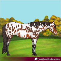 Horse Color:Bay Near Leopard 