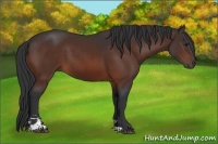 Horse Color:Bay Sabino 