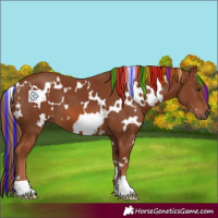 Horse Color:Painted White Spotted Chestnut
