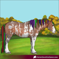 Horse Color:Painted Bay Sabino 