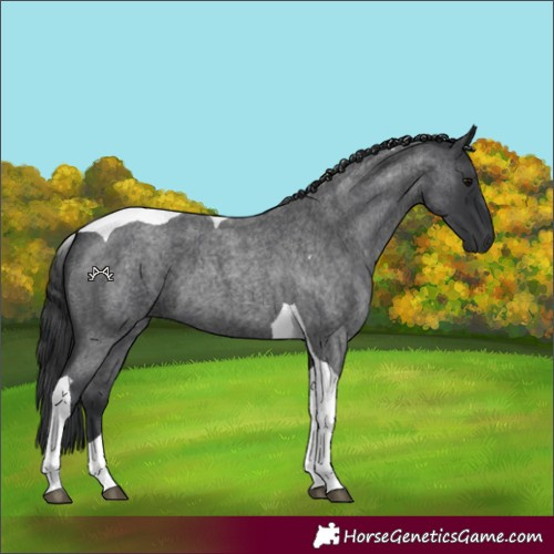 Horse Color:Blue Roan Tobiano 