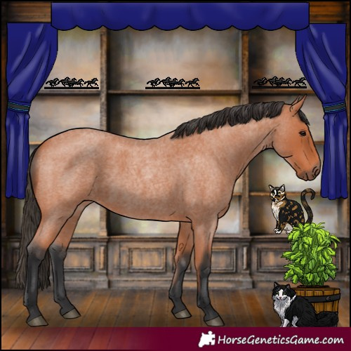 Horse Color:Bay Roan 