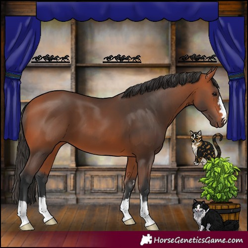 Horse Color:Bay 