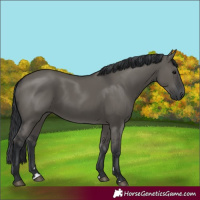 Horse Color:Grullo 