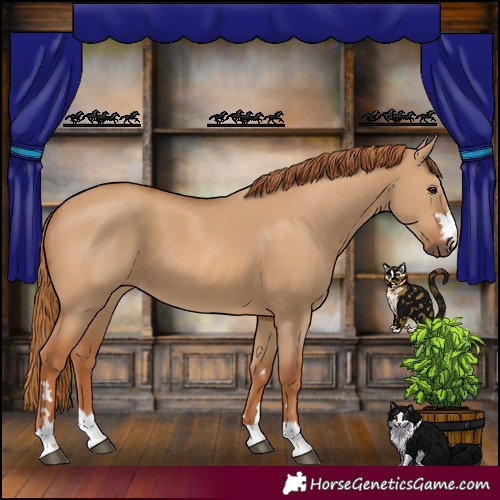 Horse Color:Red Dun