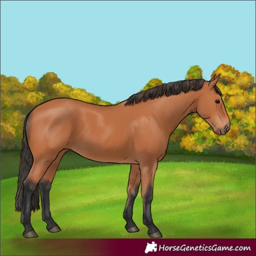 Horse Color:Bay 