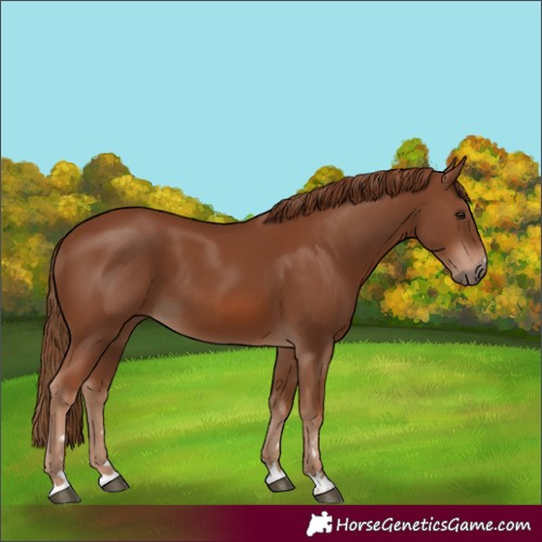 Horse Color:Chestnut 