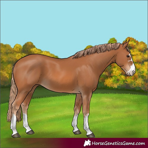 Horse Color:Chestnut 