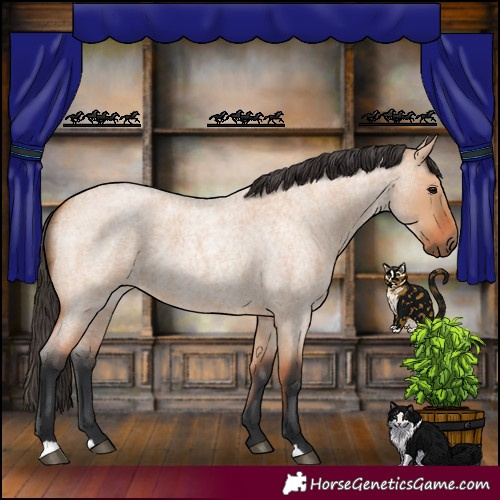 Horse Color:Bay Roan Dun 