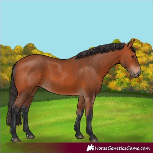 Horse Color:Bay 