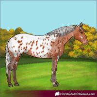 Horse Color:White Spotted Silver Bay Appaloosa 