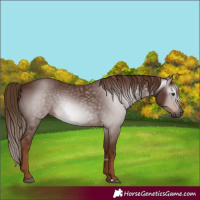 Horse Color:Gray Chestnut 