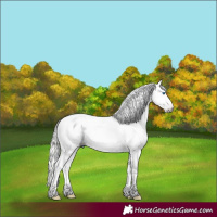 Horse Color:Gray White Spotted Silver Amber Champagne Splash Frame Appaloosa Rabicano