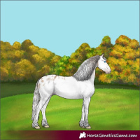 Horse Color:Gray White Spotted Silver Amber Champagne Dun Splash Frame Appaloosa Rabicano 