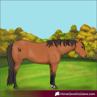 Horse Color:Bay Rabicano 