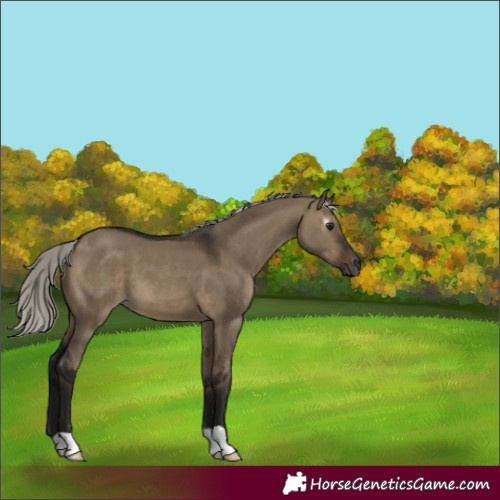 Horse Color:Gray Silver Brown Dun