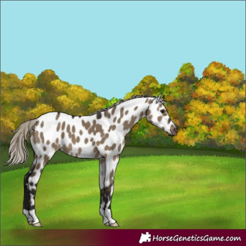 Horse Color:Gray Silver Brown Dun Appaloosa 