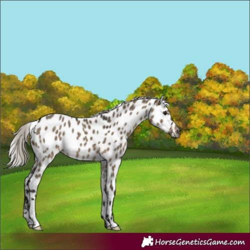 Horse Color:Gray Silver Brown Dun Appaloosa 