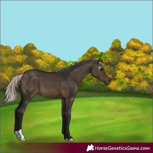 Horse Color:Gray Silver Brown Dun