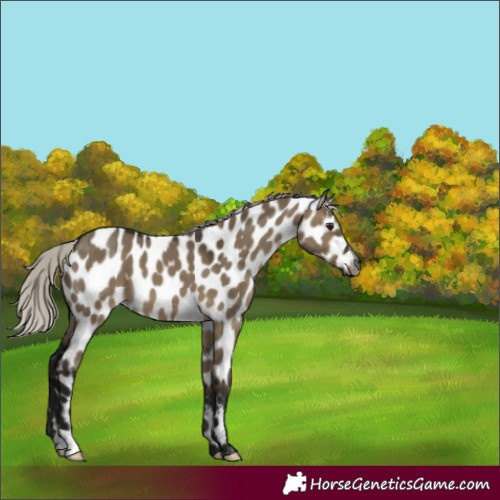 Horse Color:Gray Silver Brown Dun Appaloosa