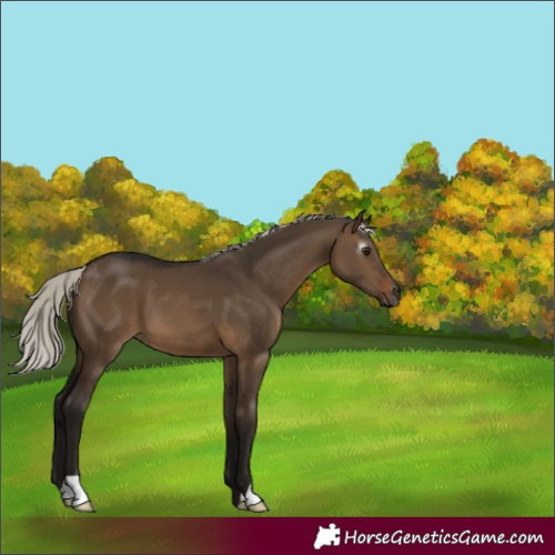 Horse Color:Gray Silver Brown Dun