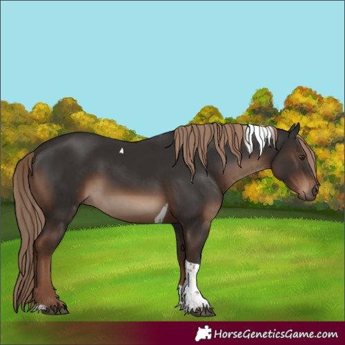 Horse Color:Liver Chestnut Tobiano Rabicano 