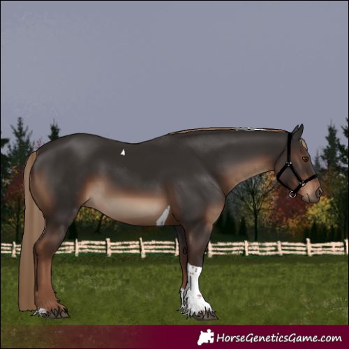 Horse Color:Liver Chestnut Tobiano Rabicano