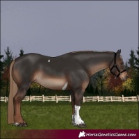 Horse Color:Liver Chestnut Tobiano Rabicano