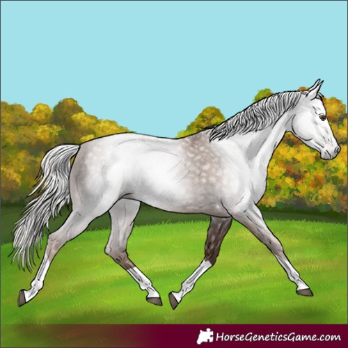 Horse Color:Gray Silver Black Pearl Tobiano 