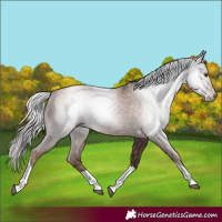 Horse Color:Gray Silver Black Pearl Tobiano