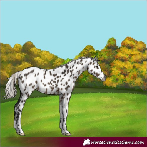 Horse Color:Gray Silver Brown Dun Appaloosa 