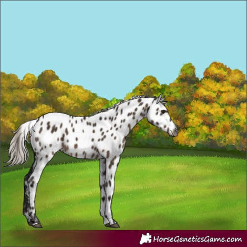 Horse Color:Gray Silver Brown Dun Appaloosa 