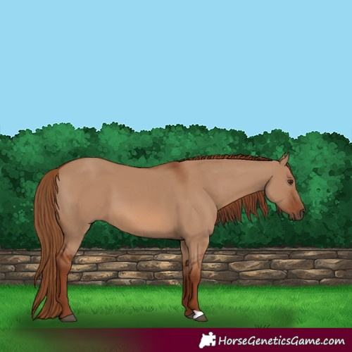 Horse Color:Red Dun 