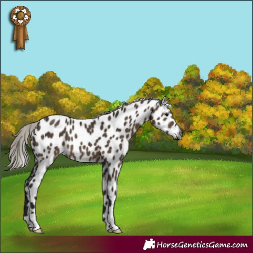 Horse Color:Gray Silver Brown Dun Appaloosa 