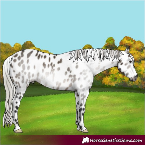 Horse Color:Gray Silver Brown Dun Leopard