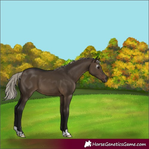 Horse Color:Gray Silver Brown Dun