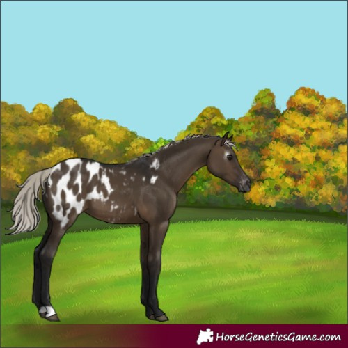 Horse Color:Gray Silver Brown Dun Appaloosa 