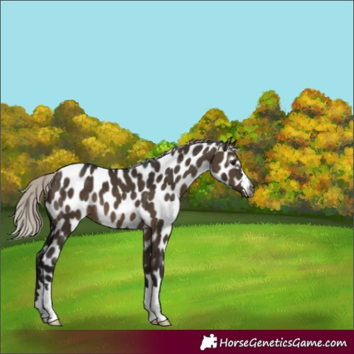 Horse Color:Gray Silver Brown Dun Appaloosa 