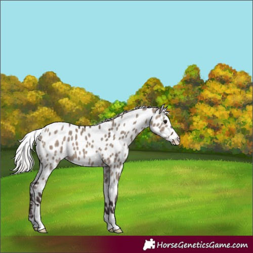 Horse Color:Silver Brown Dun Leopard 