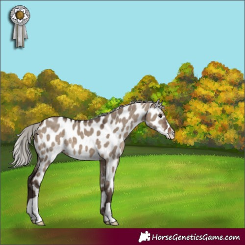 Horse Color:Silver Brown Dun Leopard