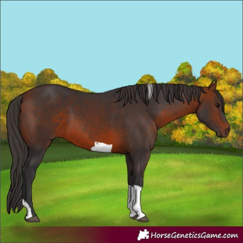 Horse Color:Bay Tobiano Rabicano 
