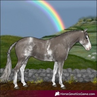 Horse Color:White Spotted Silver Black Splash