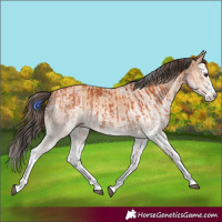 Horse Color:White Spotted Bay Splash and White Spotted Amber Champagne Splash