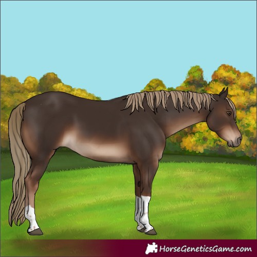 Horse Color:Liver Chestnut Tobiano Rabicano 