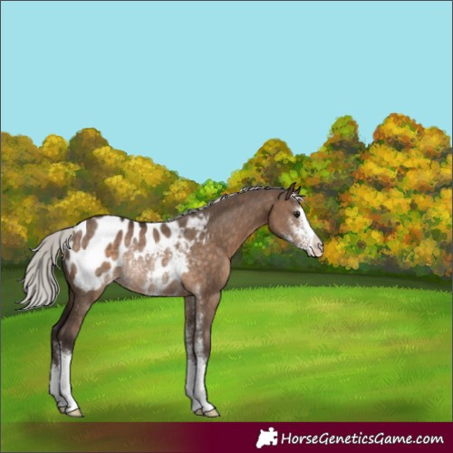Horse Color:Silver Brown Dun Sabino Appaloosa Rabicano 