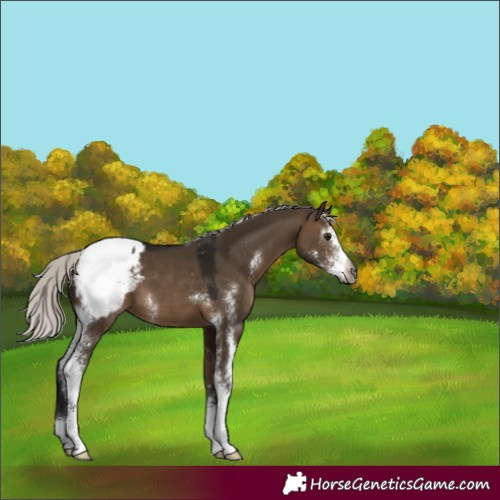Horse Color:Gray Silver Brown Dun Sabino Appaloosa 