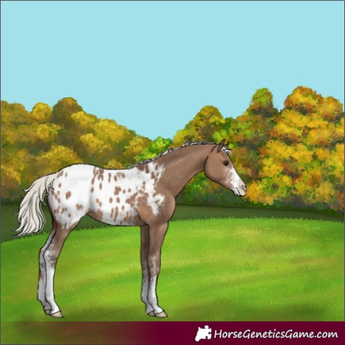 Horse Color:Silver Brown Dun Sabino Appaloosa 