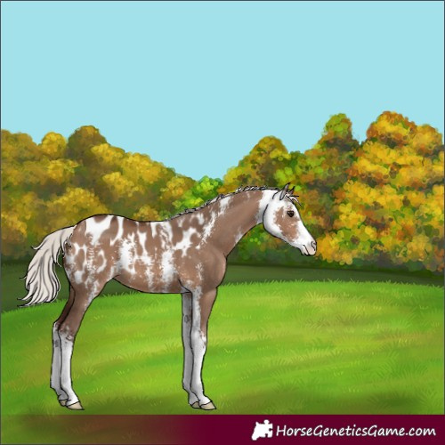 Horse Color:Silver Brown Dun Sabino Appaloosa 