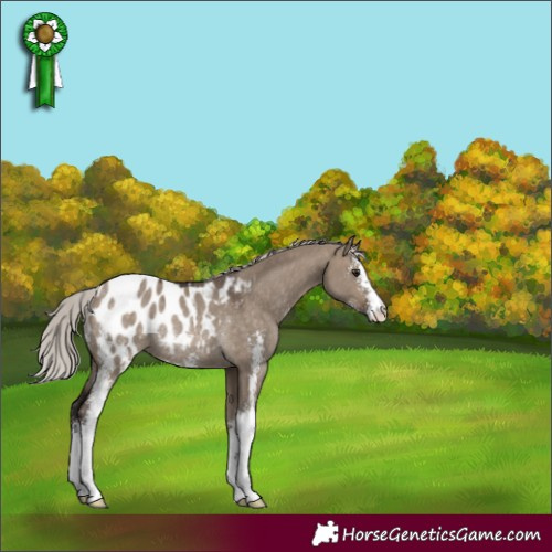 Horse Color:Silver Brown Dun Sabino Appaloosa Rabicano
